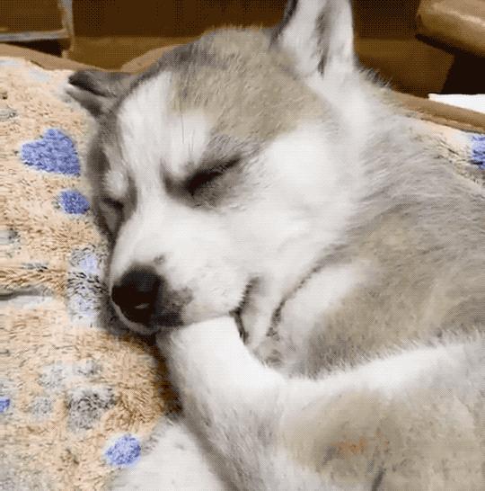 狗狗睡觉时抽搐是什么原因,为啥狗狗睡觉一直哼唧抖动