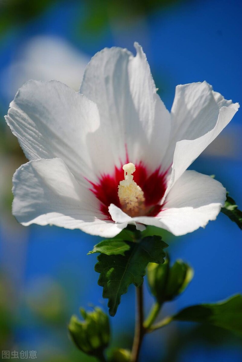 抖音最火的经典语录短句,抖音火了的经典句子短句