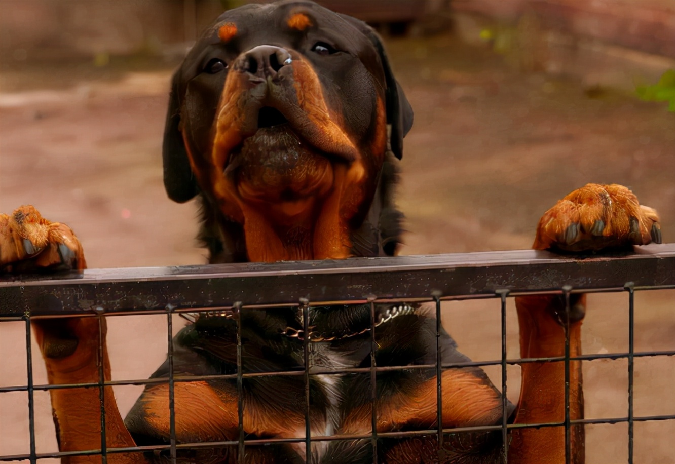 罗威纳不吃饭没精神,罗威纳给他吃饭可以吗