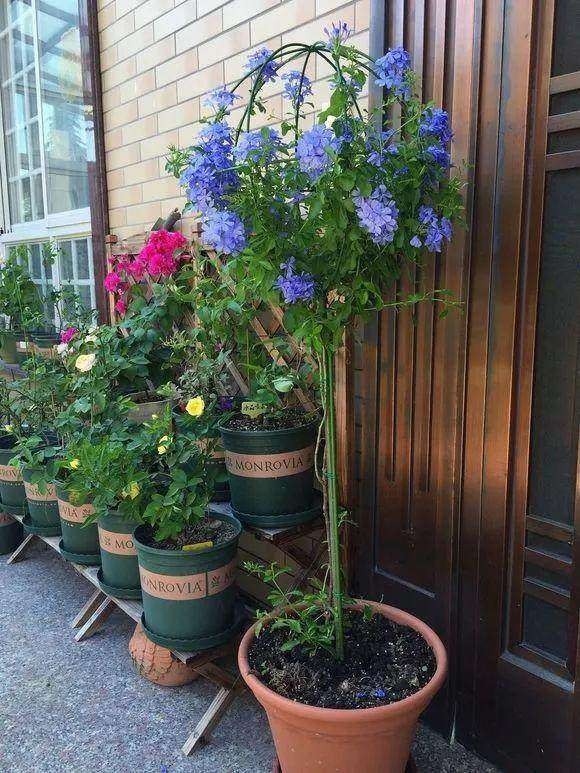 女朋友教你怎么把一根“草”，养成一株“雪女权杖”，美得窒息