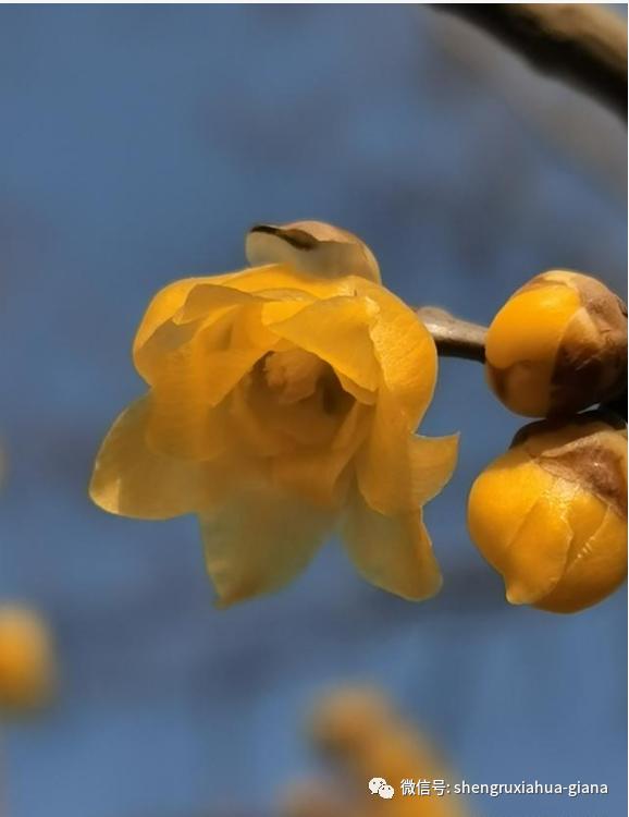 腊梅是在腊月开的,梅花是蜡梅还是腊梅