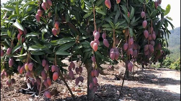 海南贵妃芒树上自然熟,海南三亚树上熟得贵妃芒