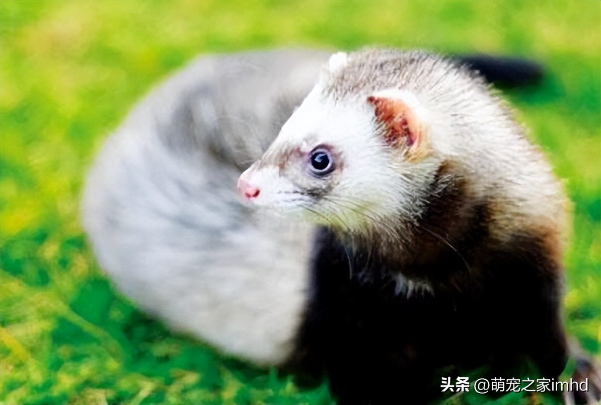 宠物貂大概多少钱一只,宠物貂好养吗多少钱