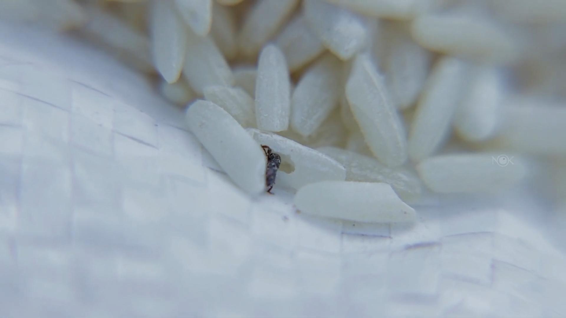 刚买完的大米放进米盒还是生虫,十几袋大米怎么防止生虫