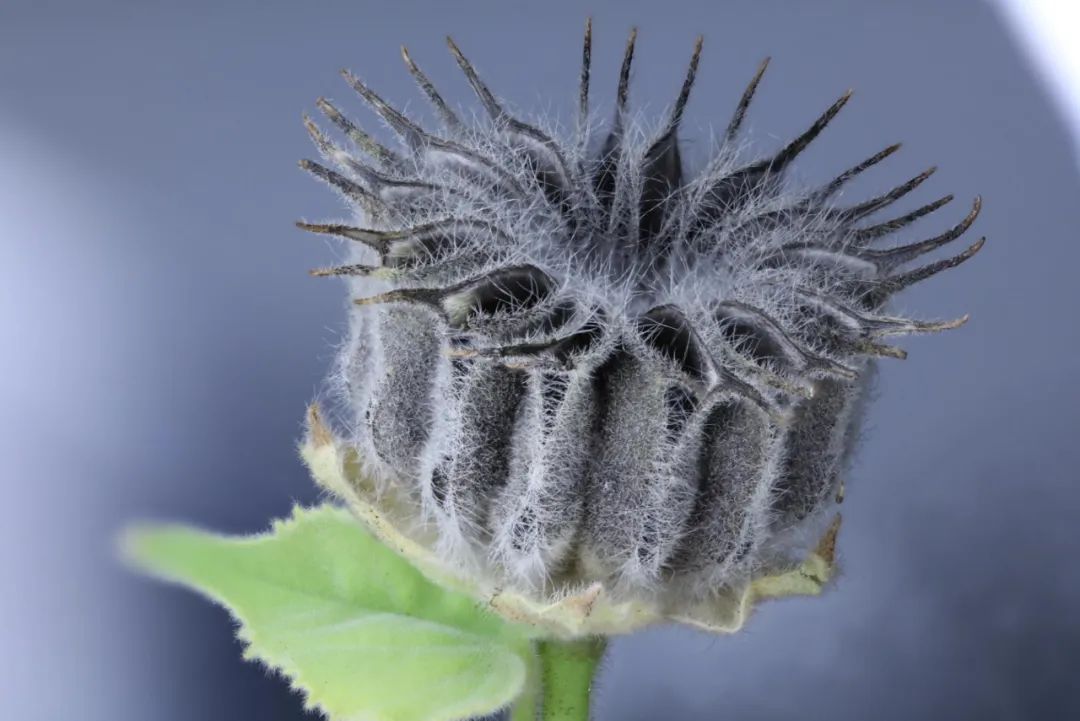 如何拍摄出惊艳的微距作品,精品微距摄影欣赏