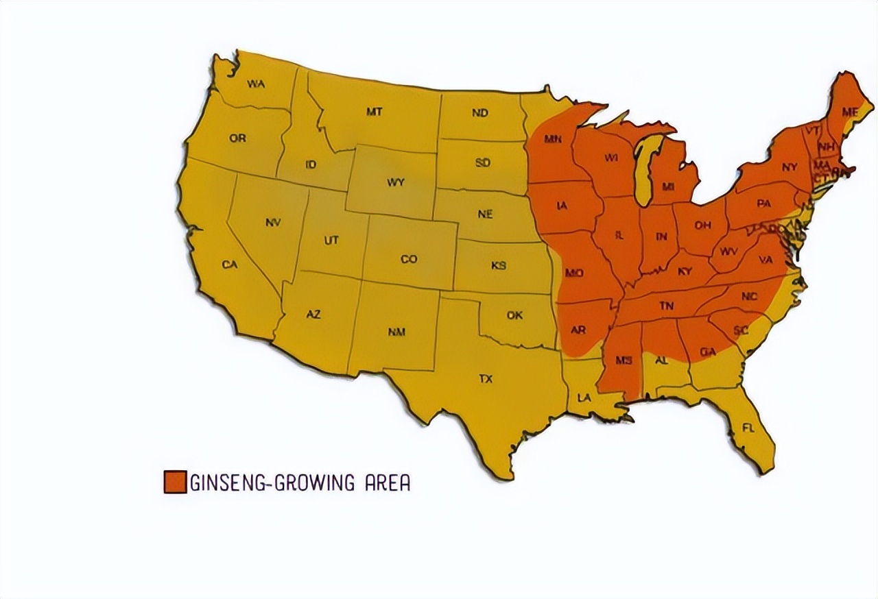 美国西洋参和中国西洋参有啥区别,美国产的西洋参好处是什么