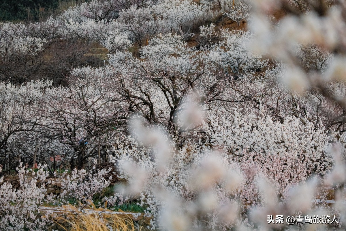 青岛樱桃谷樱桃花,青岛樱桃谷赏花