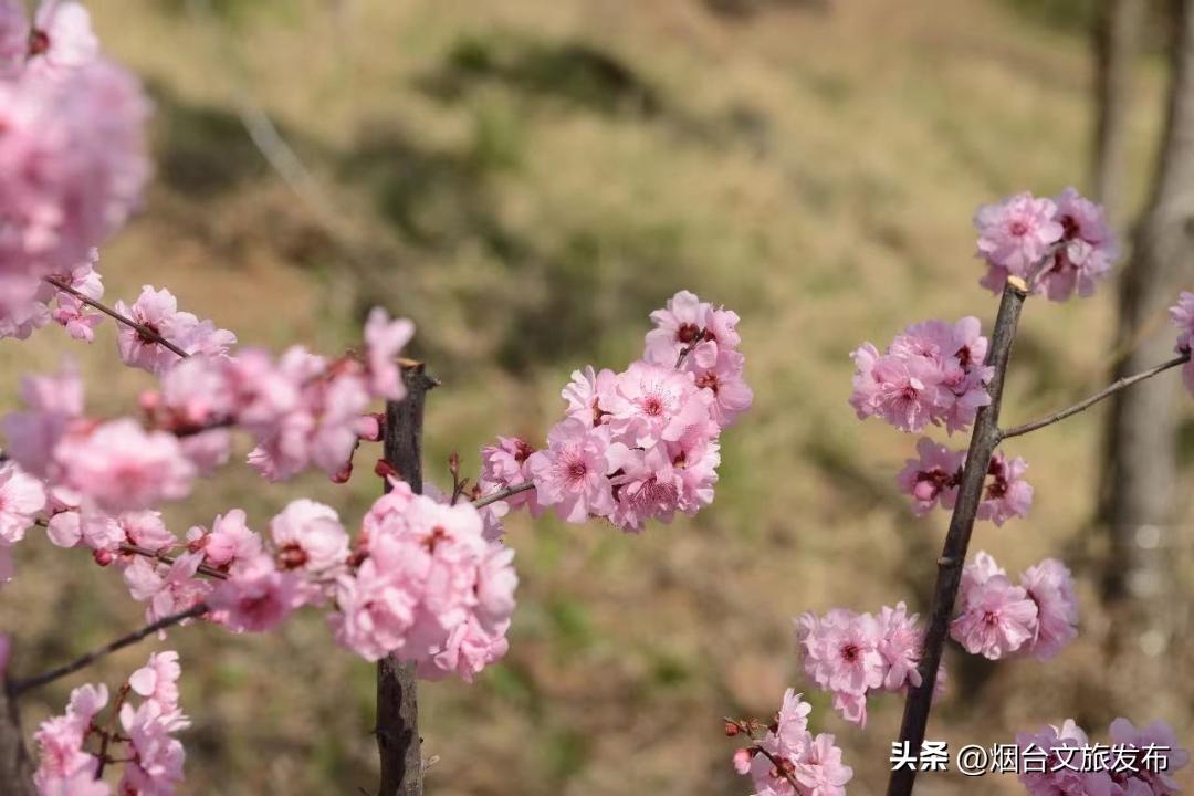 烟台2018年赏花攻略全集,春天烟台赏花地点推荐芝罘区
