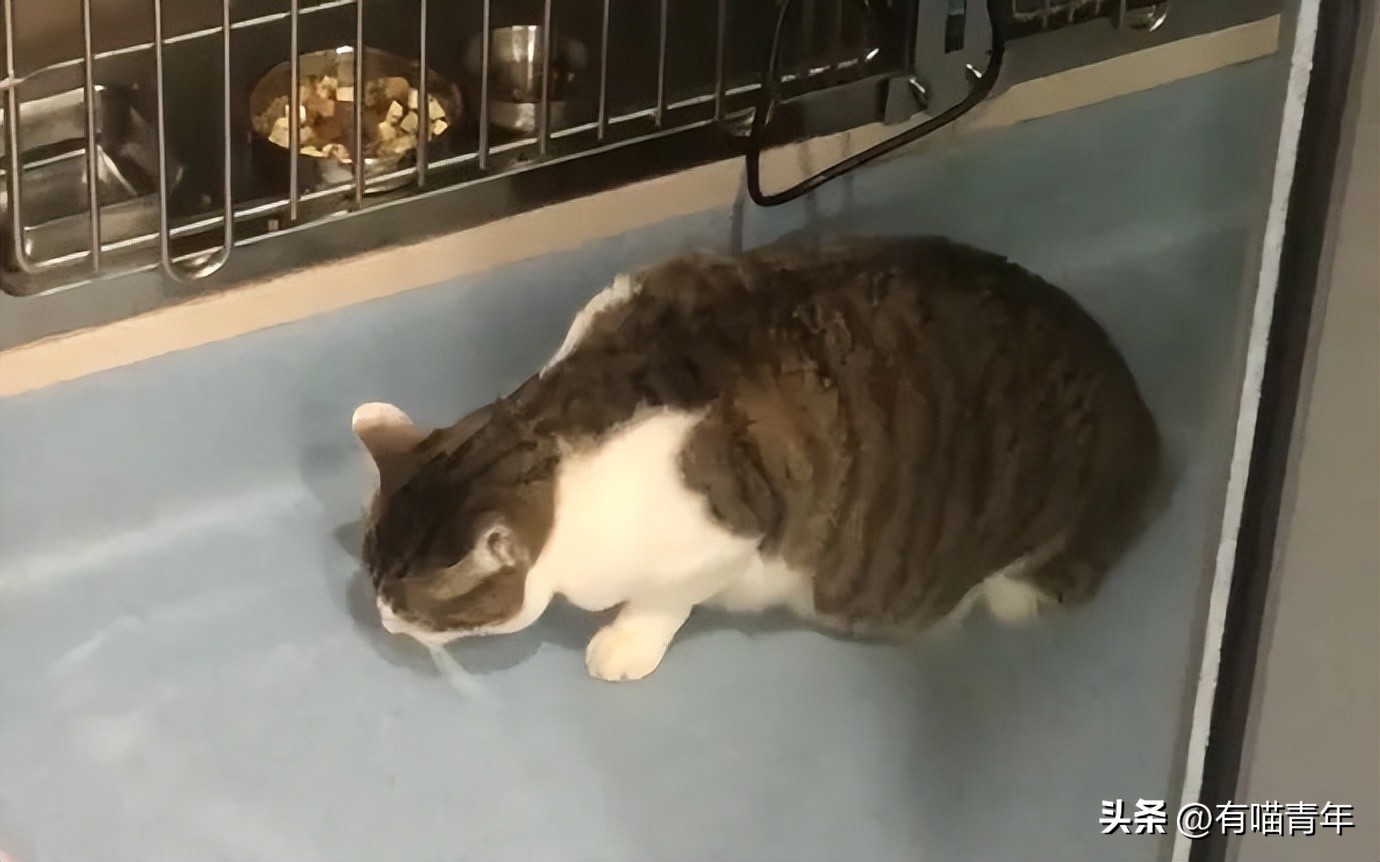 公猫出去一天一夜了都没回家,公猫出去三天没回来了