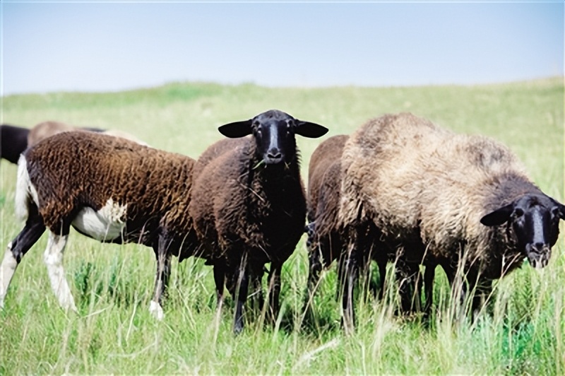 科技兴农激活乡村振兴新动能,科技兴农助力乡村振兴