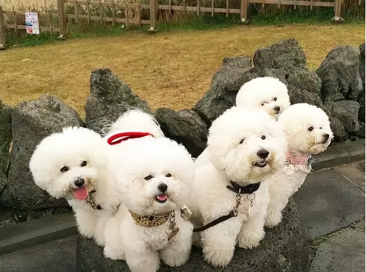 养比熊千万要记住的饲养知识,养比熊的正确方法和注意事项