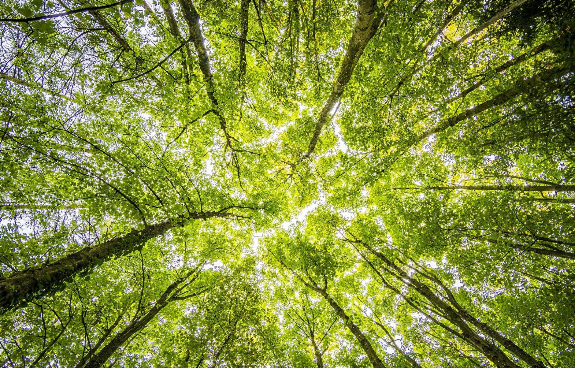 精通财务游击战的上市公司，如何选聘会计巨匠？