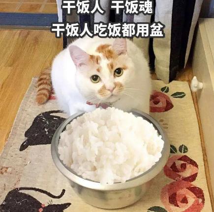 猫胀气放屁原因有哪些,猫咪肚子胀气一直放屁