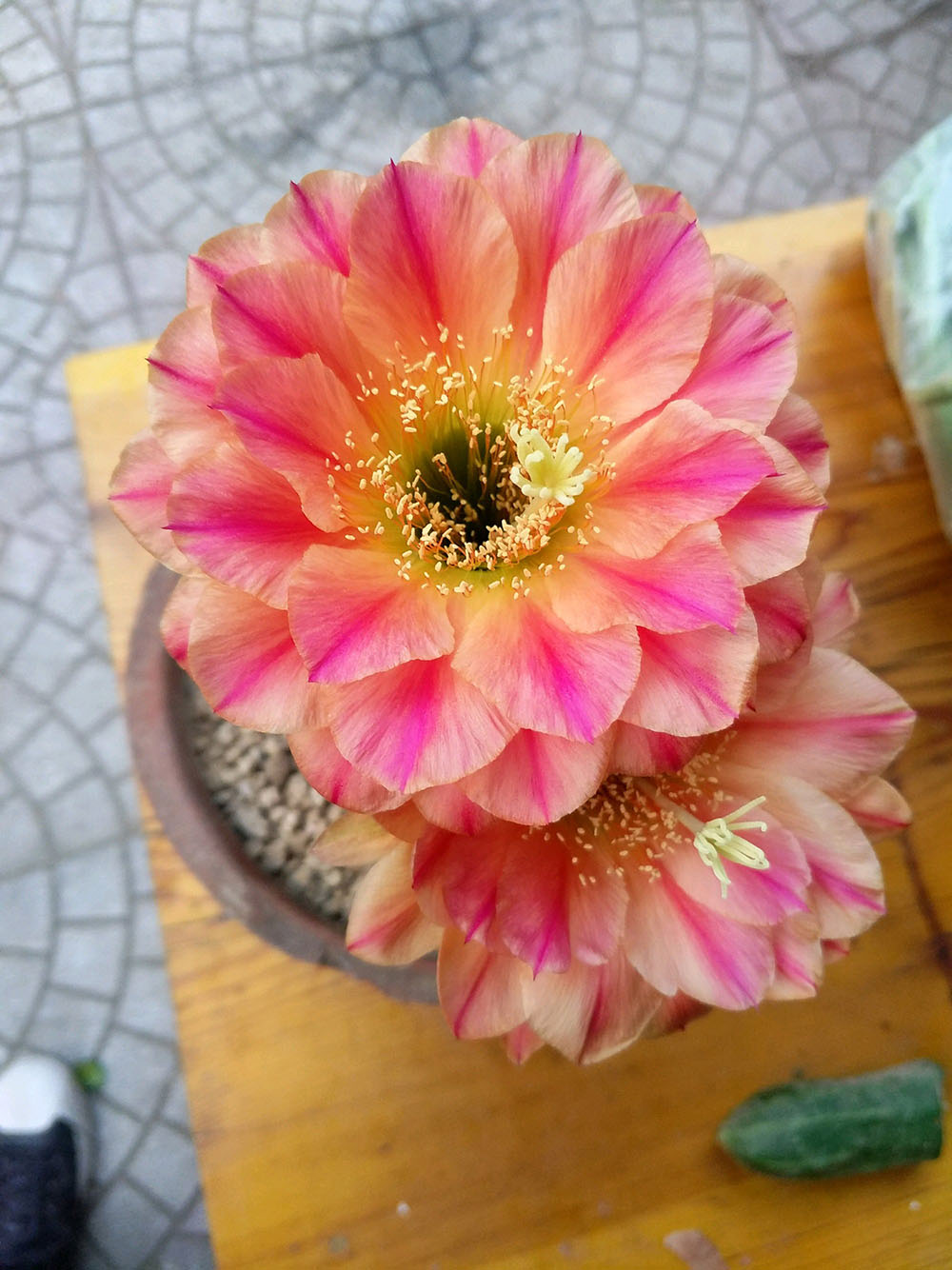 毛花柱仙人球品种大全,顶级精品仙人球花