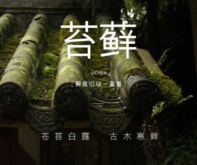 为什么苔藓养不活,苔藓为何养不活