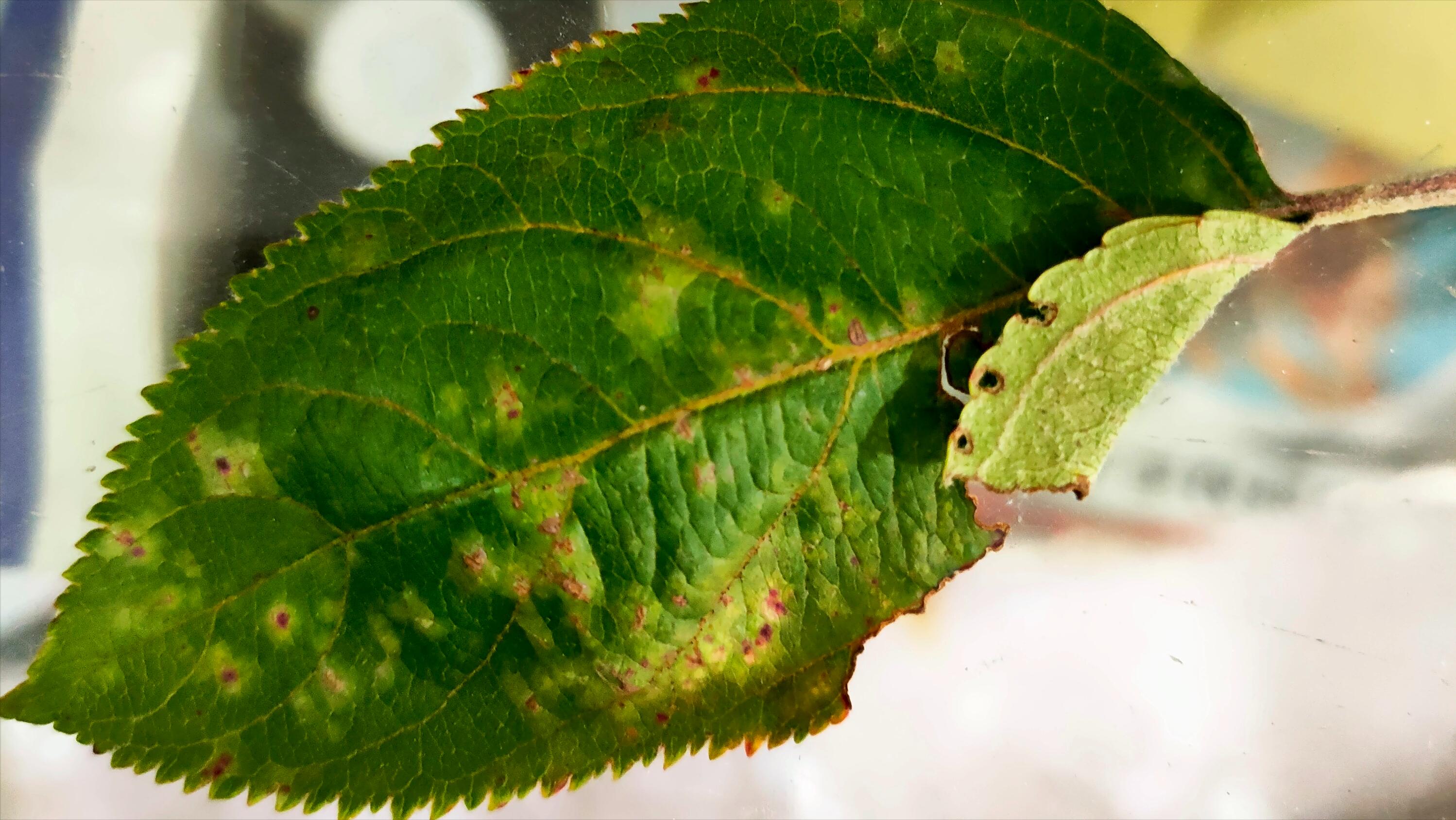 苹果树枝上长白毛怎么治疗,苹果叶子上长羊胡子怎么办
