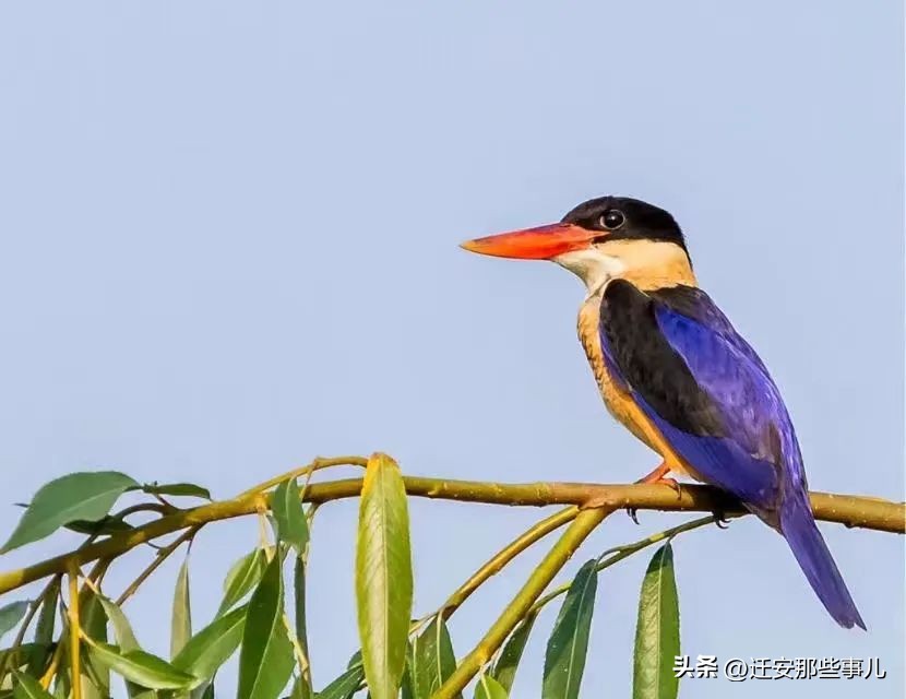 羡慕了！迁安69岁“休闲人”的丰富人生