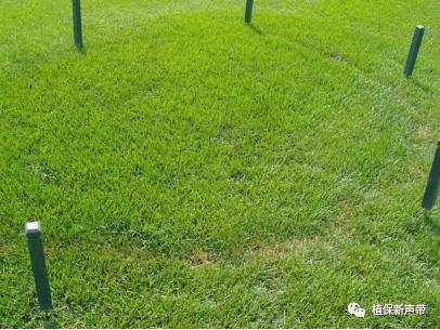 草坪要除草的方法,草坪锈病的病害预测及防治策略