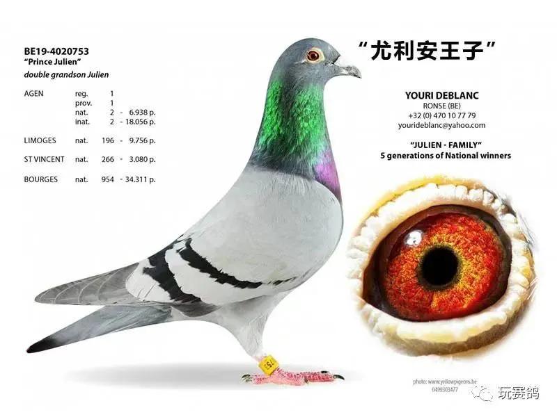 冯莱尔鸽系适合公棚吗,冯莱尔血统