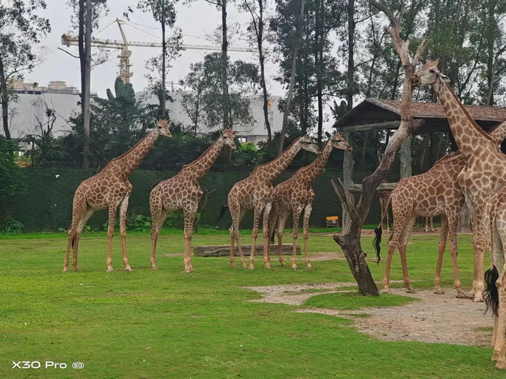 带娃去广州长隆动物园一天门票,带娃游广州长隆野生动物园