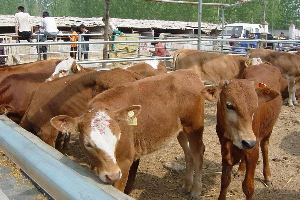 牛的胎衣不下治疗方法,牛胎衣长时间不下来后期喂点什么