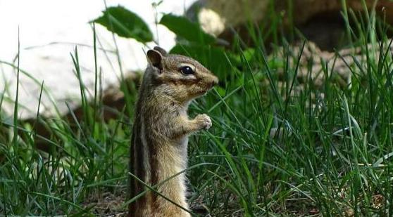 小松鼠喂完奶后打喷嚏,小松鼠一直被呛到打喷嚏怎么办