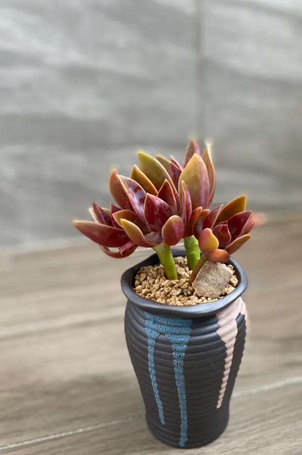 五月的颜色作文,五月的颜色对照表