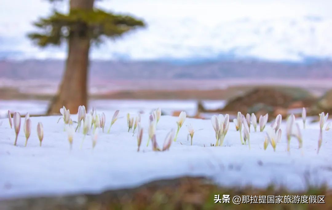 花开那拉提完整版,野百合的春天摄影作品欣赏