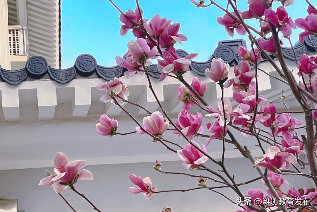 美！潍坊校园春景强势来袭