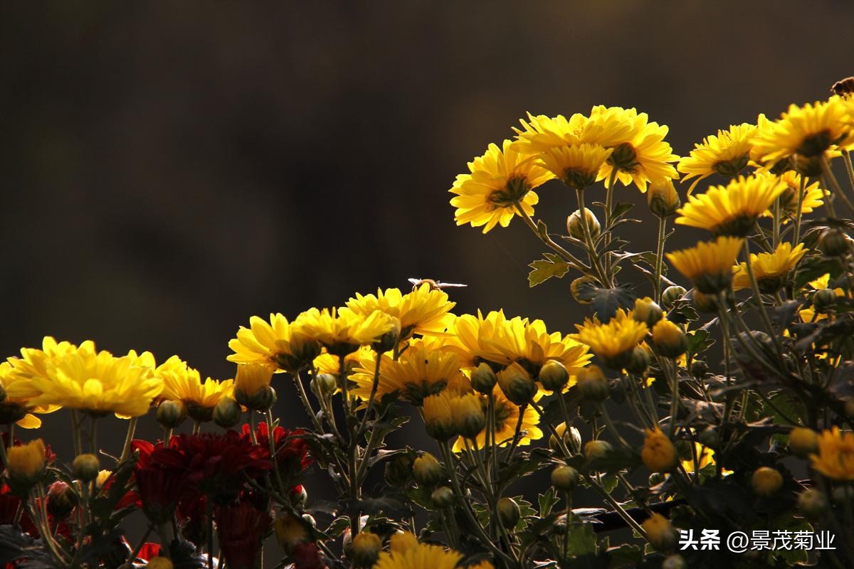 可食用的菊花品种,多头菊花品种图片