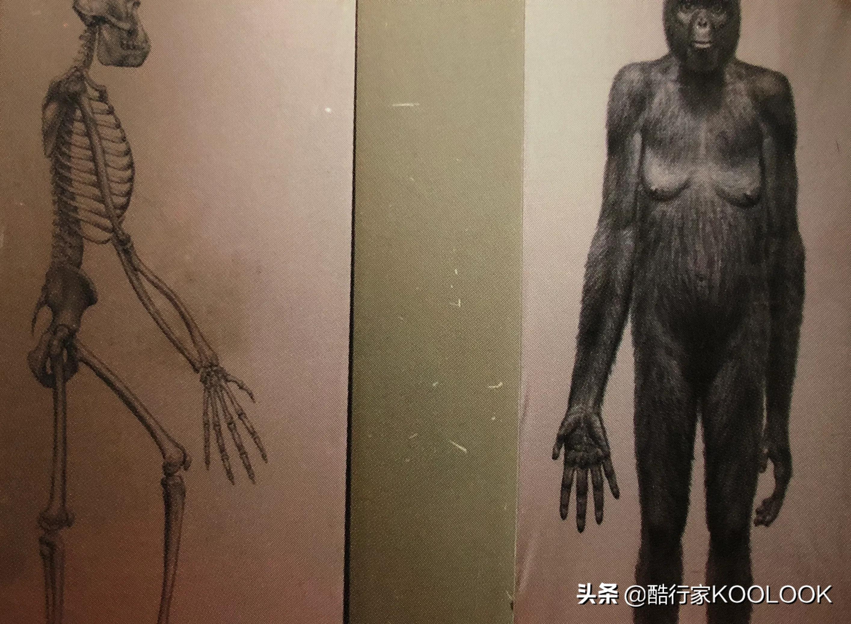 亚的斯亚贝巴，见识全世界发现的第一个直立行走的人类祖先露西