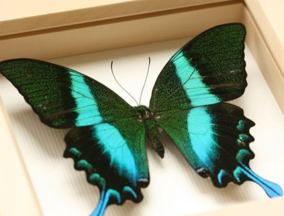 阳彩臂金龟为什么会灭绝,阳彩臂金龟真的灭绝了吗