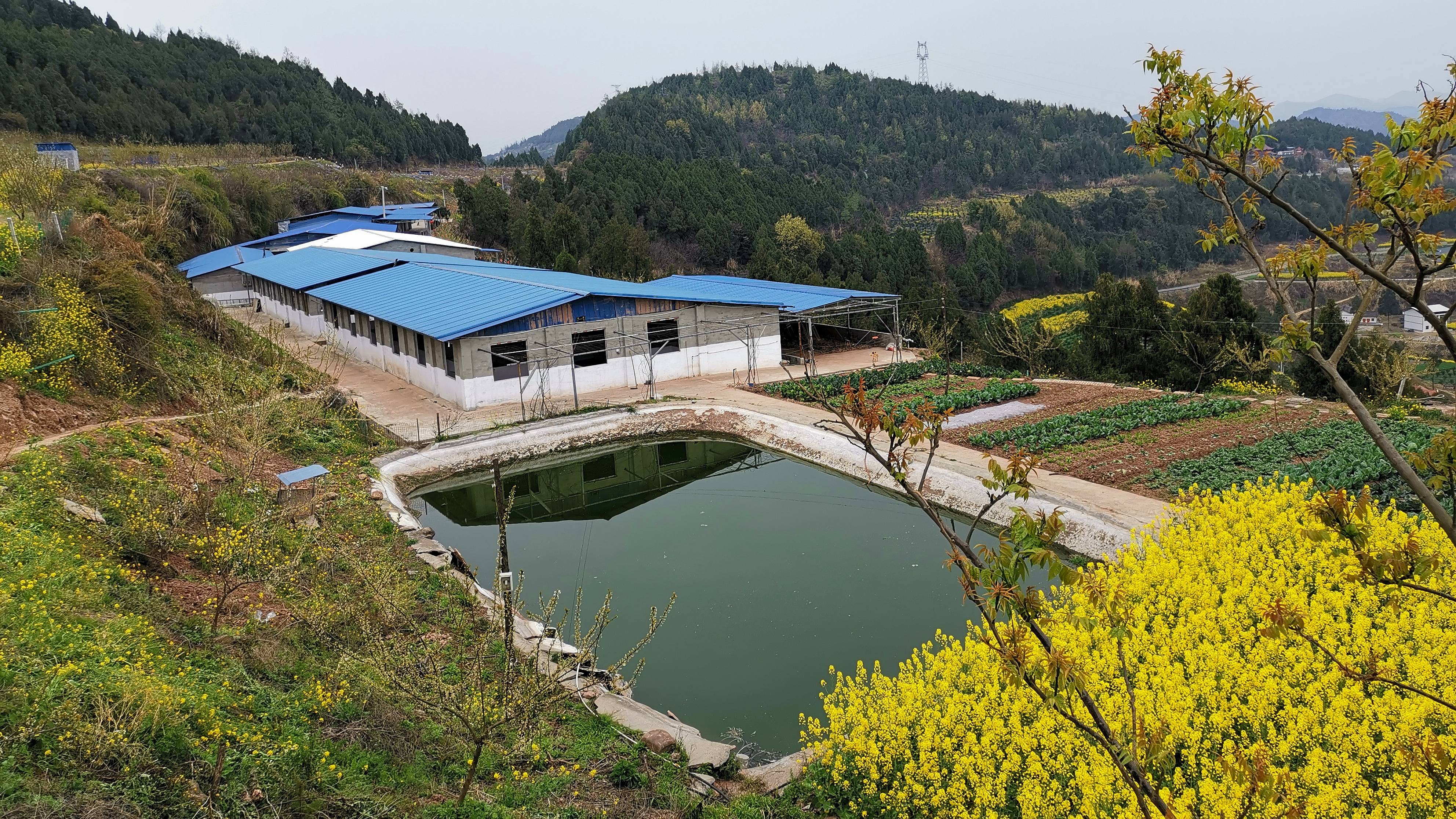 猪价养殖成本上涨,猪价上涨养殖成本