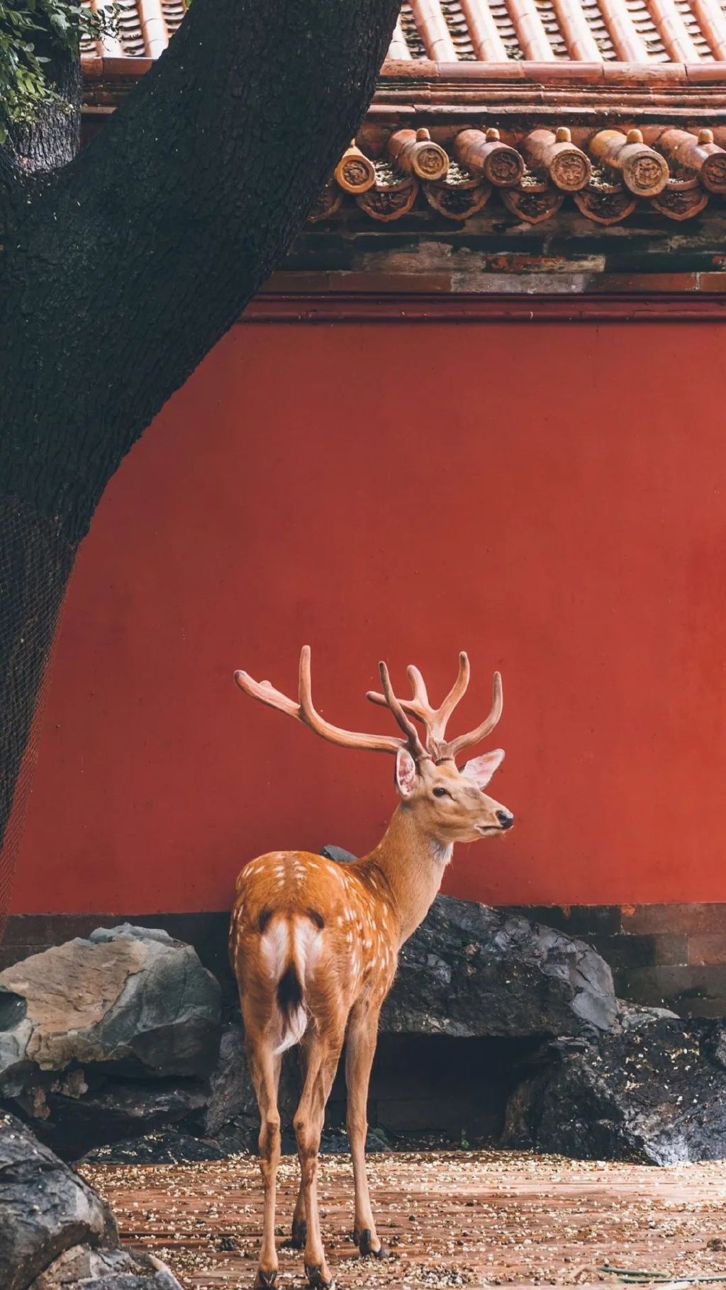 鐧鹃笩楦ｆ槬楂樻竻鍥剧墖,鐧鹃笩楦ｆ槬椋庢櫙瑙嗛