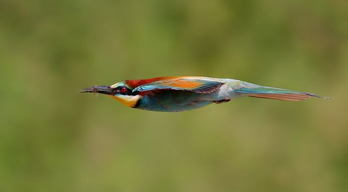 80个神奇的真实照片，不高兴的狗子，崎岖的铁路，倒立劈叉拉筋