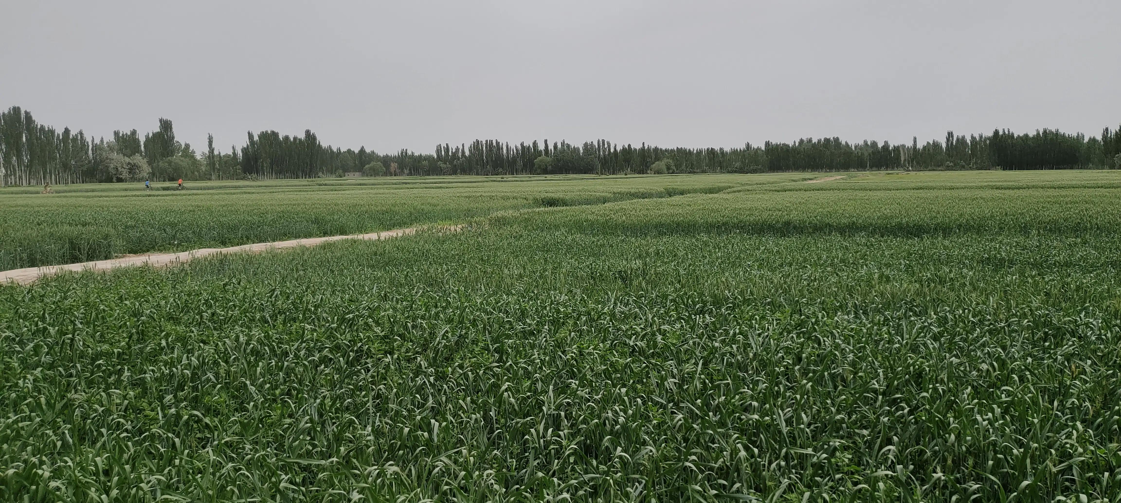 南疆柯坪,南疆记事密林诡境有声