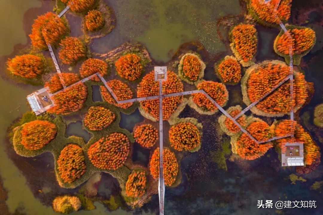 waf2023世锦赛,waf国内排名