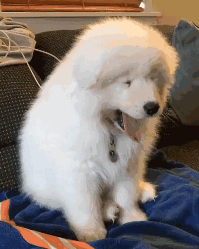 哪几种狗最温顺不爱咬人,性格最温顺不咬人的狗是怎么回事