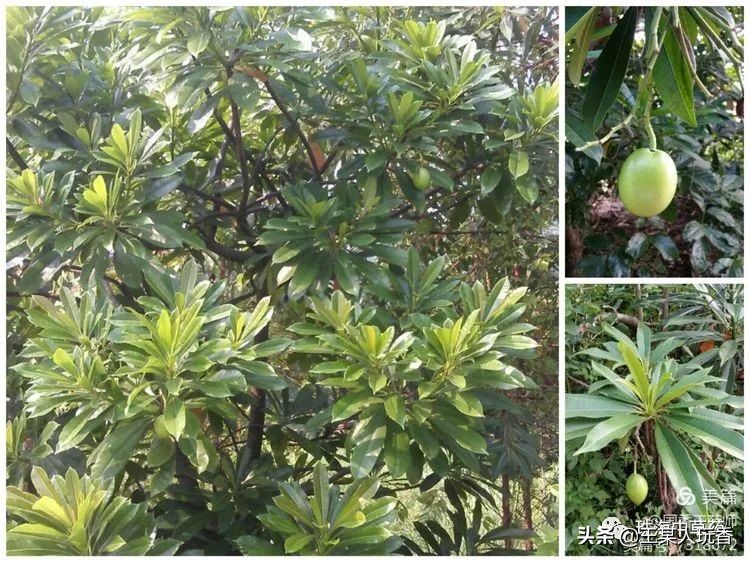 石家庄挖野菜攻略,挖野菜攻略