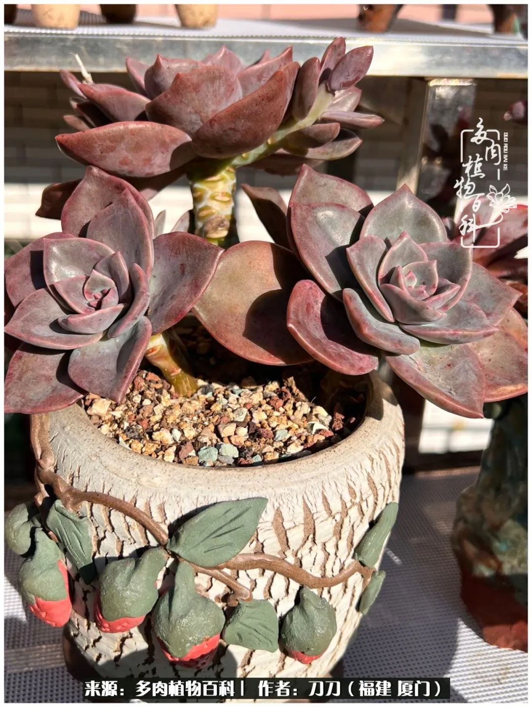 多肉夏季不好养品种有哪些,高花盆为什么养不好多肉