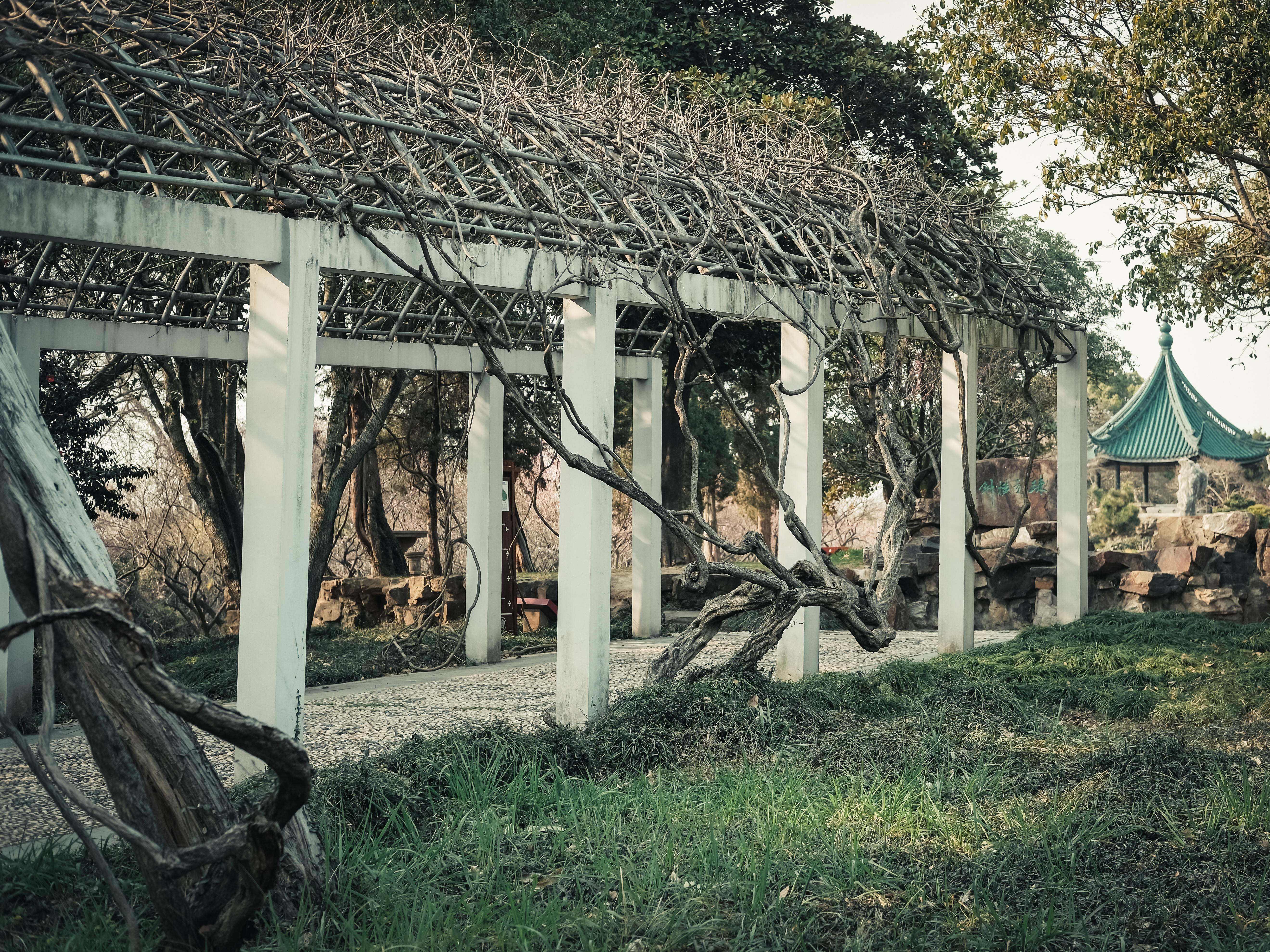 老梅园，你没有游览到；你游览的只是新梅园