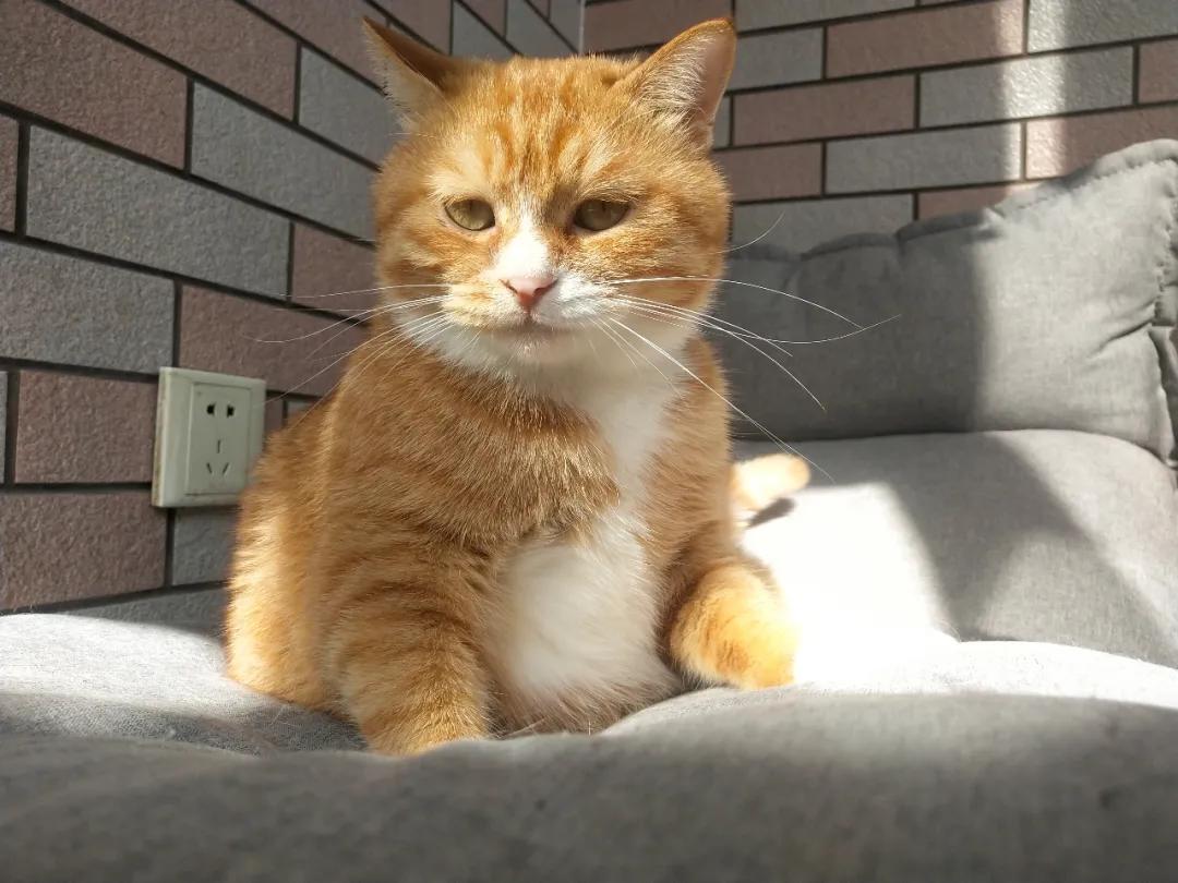 猫咪腿瘸了宠物医院关门了怎么办,猫咪突然腿瘸了是怎么回事