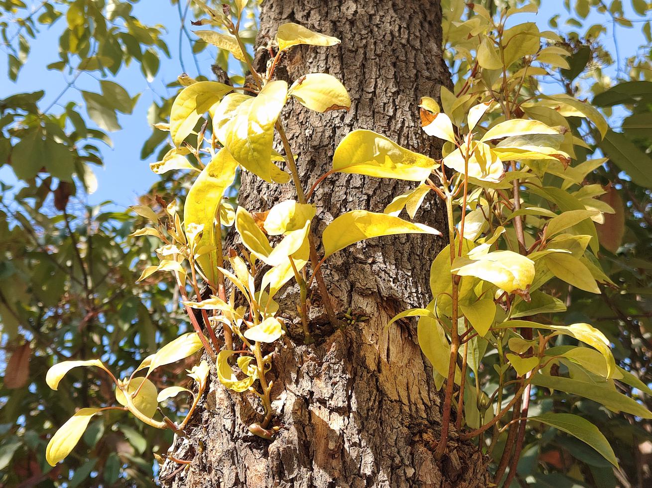 真我gtneo5正式发布支持240w闪充,真我gtneo5将搭载240w快充