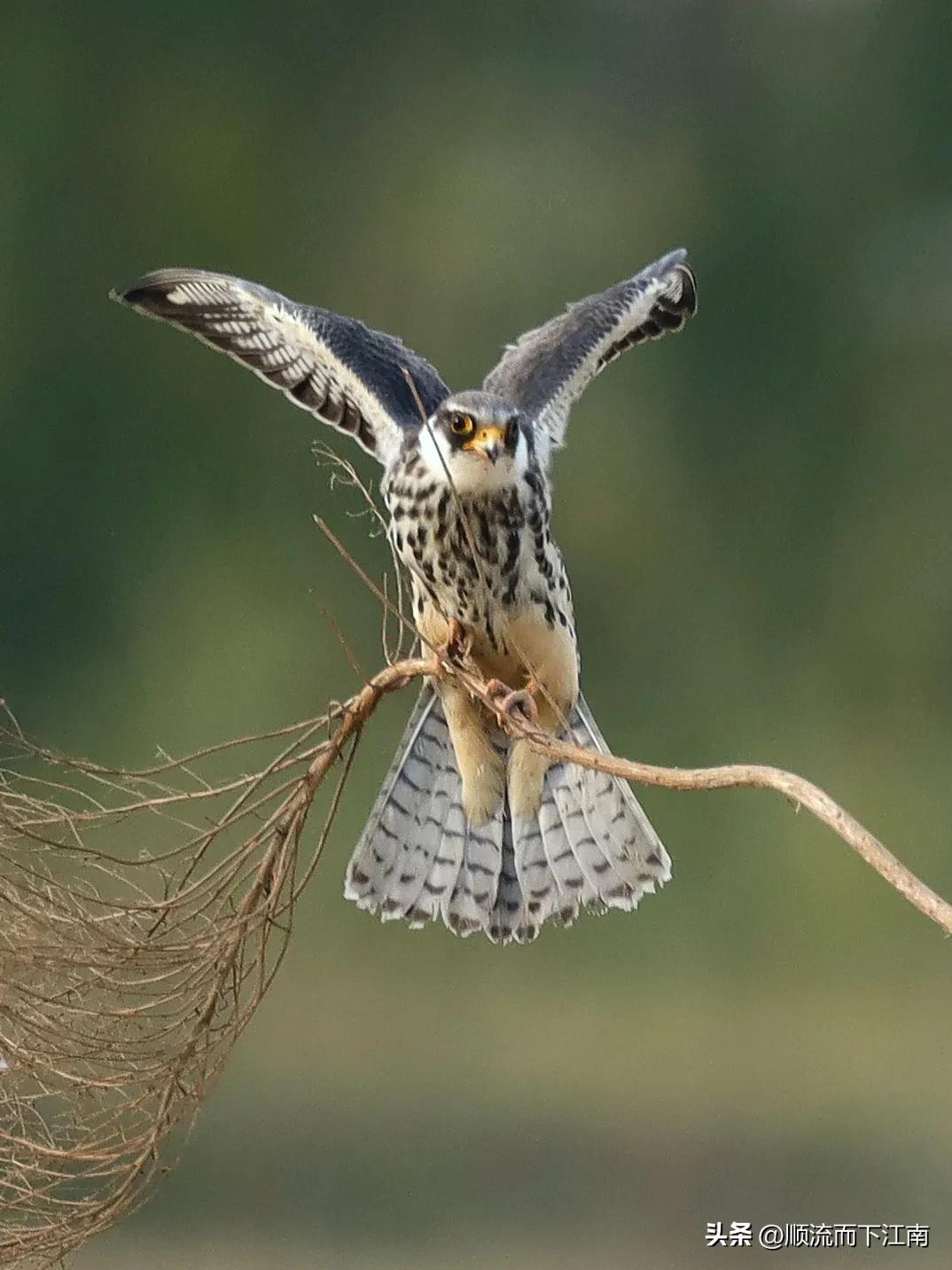 红脚隼叫声,红脚隼