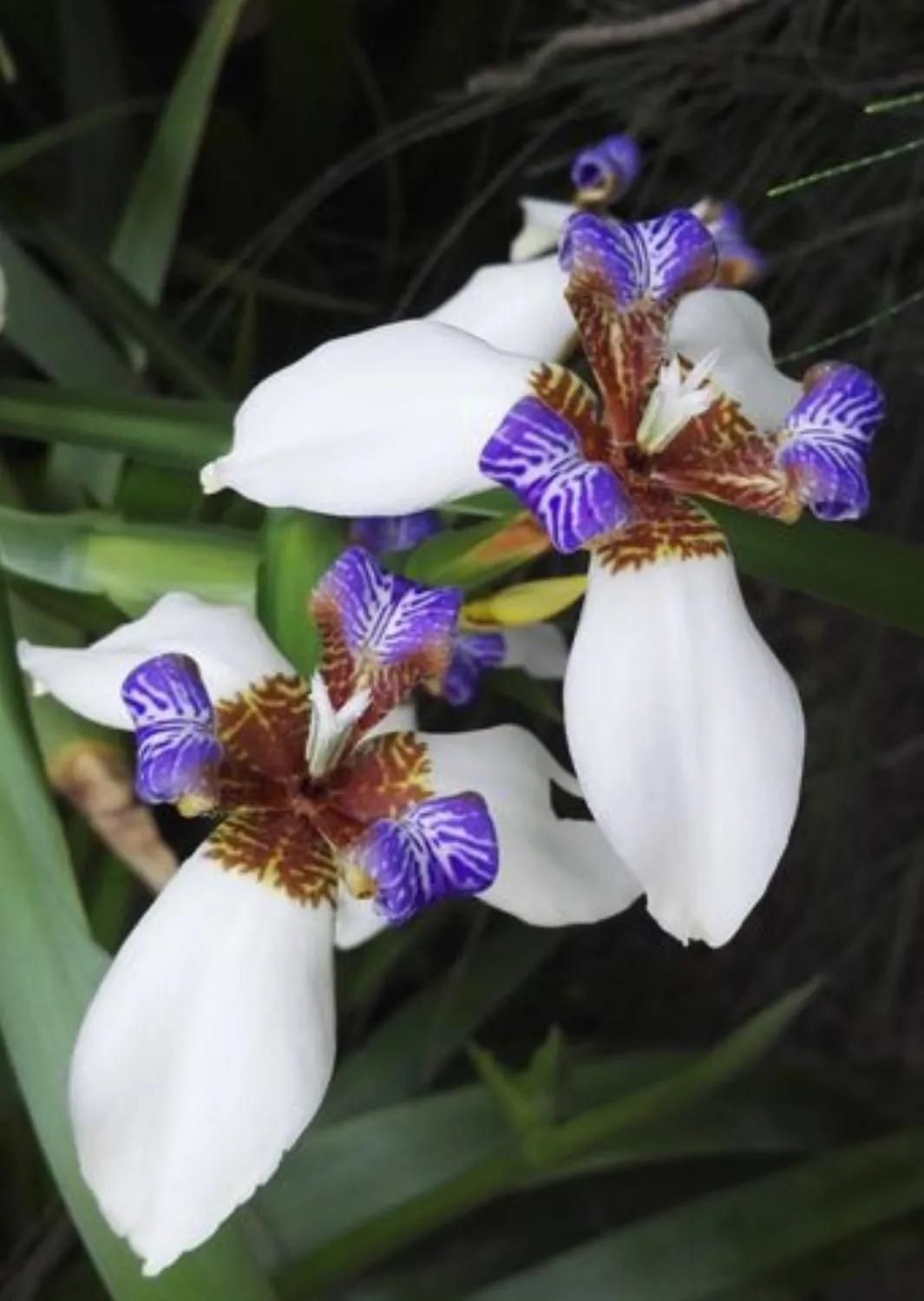 赏花旅游种什么花,春季去公园踏青上百种花让人眼花