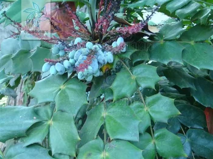 阔叶十大功劳和狭叶十大功劳,十大功劳为什么叫十大功劳