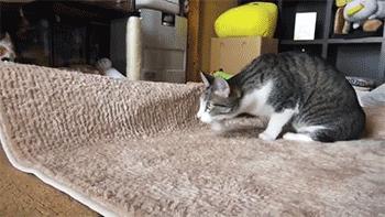 买猫推荐不怎么掉毛,买猫不被坑