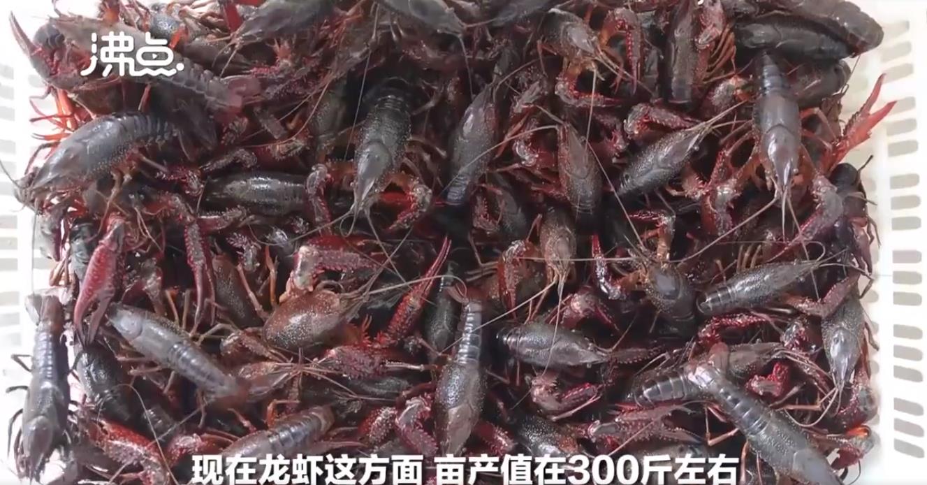 大学生回乡创业养殖小龙虾,大学生养草鱼致富一年卖100多万