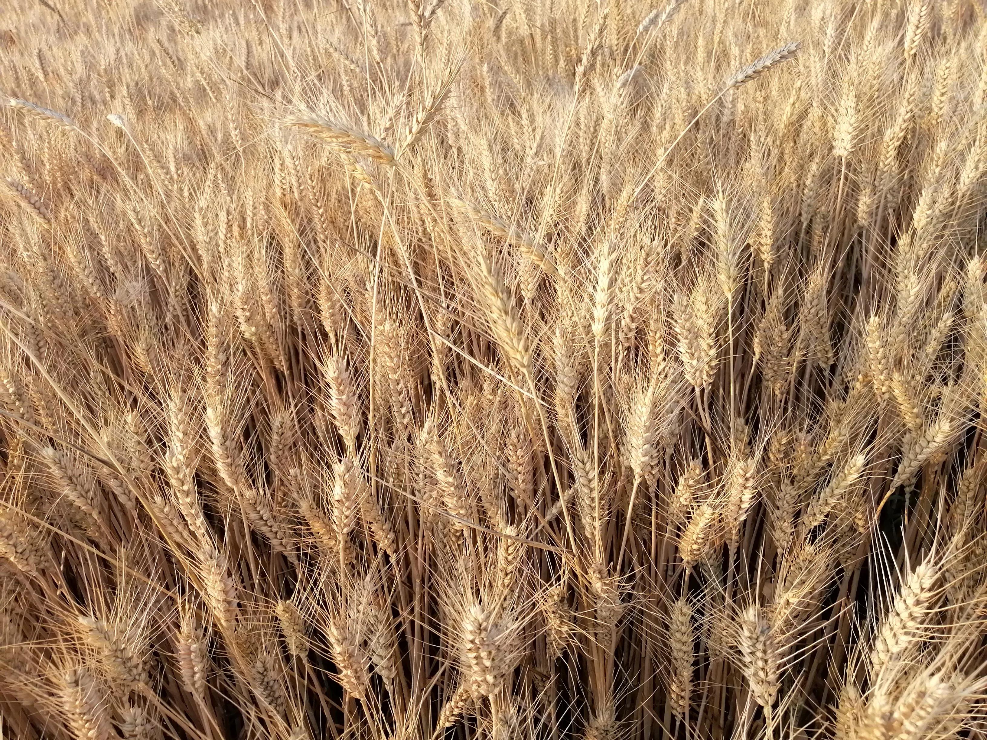 傍晚的乡村,傍晚的乡村如诗如画