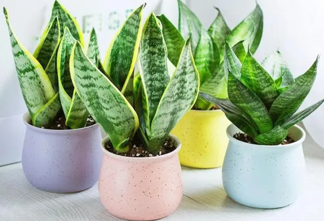 家里什么花不能养释放毒气,自带财气的8种花客厅养